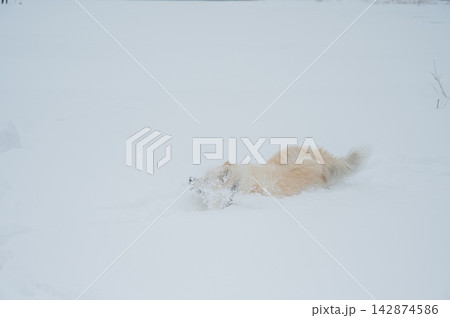 A Samoyed dog runs through the snow. A Samoyed dog runs through the snow. 142874586