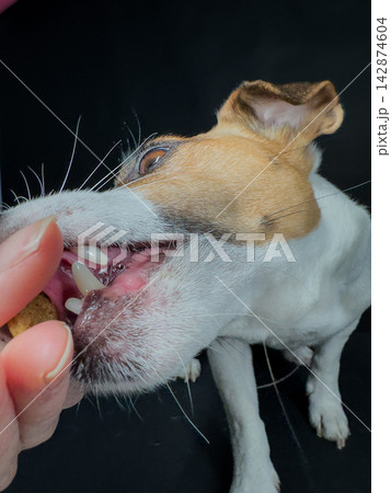 A close-up portrait of a Jack Russell Terrier licking his owner's hands. 142874604