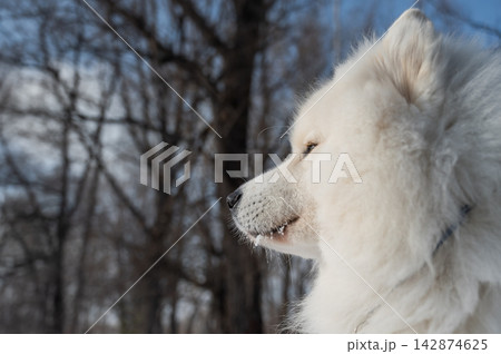 Fluffy samoyed dog sitting in sunny winter snow.  142874625