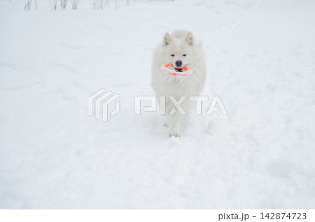 A Samoyed dog plays with a puller on a winter walk. A Samoyed dog plays with a puller on a winter walk. 142874723