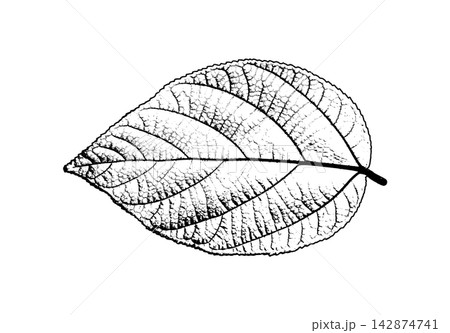 Delicate leaf skeleton showing fine vascular network and curved stem 142874741