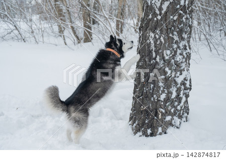 Siberian husky dog standing on hind legs against tree trunk in snowy winter forest, vertical shot Siberian husky dog standing on hind legs against tree trunk in snowy winter forest, vertical shot 142874817