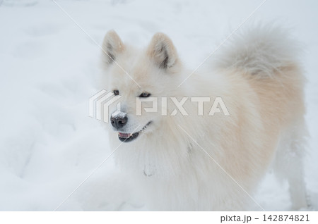 White Samoyed dog in snowy winter landscape, close up portrait White Samoyed dog in snowy winter landscape, close up portrait 142874821