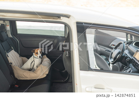 Jack Russell Terrier Dog in a Special Car Seat.  142874851