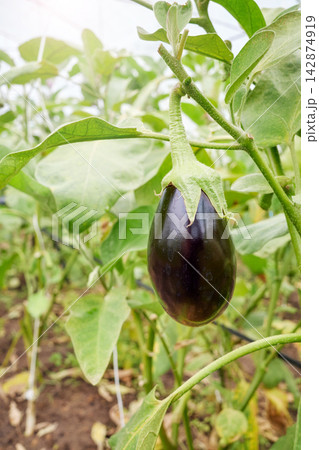 Organically grown eggplant, selective focus. 142874919
