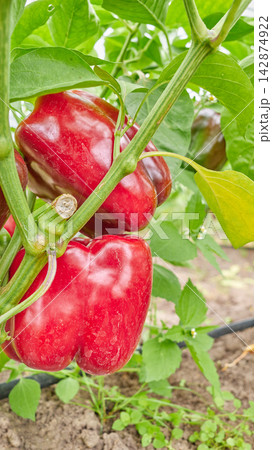 Organically grown bell peppers, selective focus. Organically grown bell peppers, selective focus. 142874922