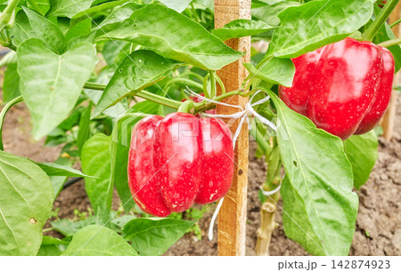 Organically grown bell peppers, selective focus. 142874923