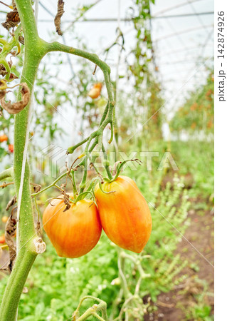 Organically grown tomatoes in a greenhouse, selective focus. 142874926