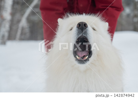 Happy samoyed dog smiling in winter snow Happy samoyed dog smiling in winter snow 142874942