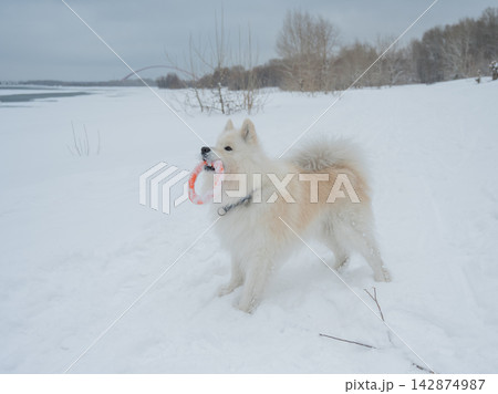 Fluffy samoyed dog jumping and catching snowball in winter 142874987