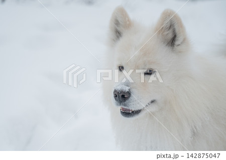White Samoyed dog in snowy winter landscape, close up portrait 142875047