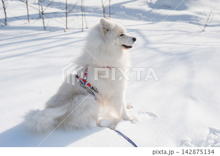 Fluffy samoyed dog sitting in sunny winter snow.  142875134