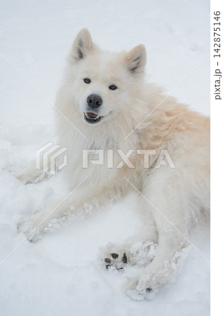 A portrait of a Samoyed dog on a walk in winter.  142875146