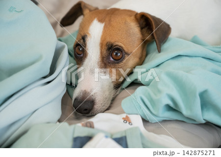A Jack Russell Terrier dog is lying on its owner's things. A Jack Russell Terrier dog is lying on its owner's things. 142875271