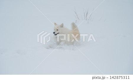A Samoyed dog runs through the snow. A Samoyed dog runs through the snow. 142875311