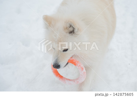 A Samoyed dog plays with a puller on a winter walk. A Samoyed dog plays with a puller on a winter walk. 142875605