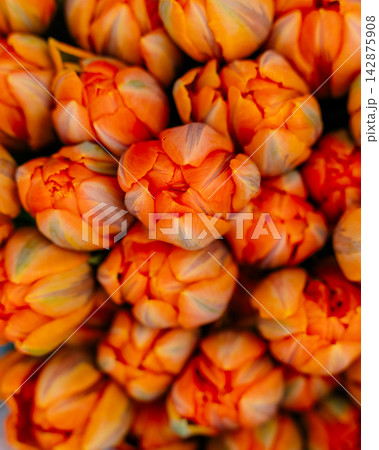 Vibrant orange tulips in full bloom are densely clustered together, showcasing their rich color and delicate petals. This close-up captures the floral texture and vivid hues Vibrant orange tulips in full bloom are densely clustered together, showcasing their rich color and delicate petals. This close-up captures the floral texture and vivid hues 142875908