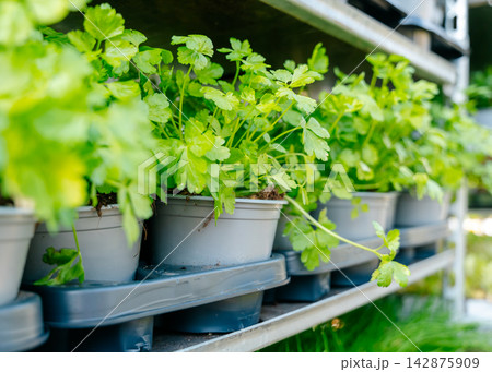 Fresh parsley plants in gray pots lined up on a metal shelf, thriving in a greenhouse setting. Close-up view highlights vibrant green foliage and healthy growth Fresh parsley plants in gray pots lined up on a metal shelf, thriving in a greenhouse setting. Close-up view highlights vibrant green foliage and healthy growth 142875909