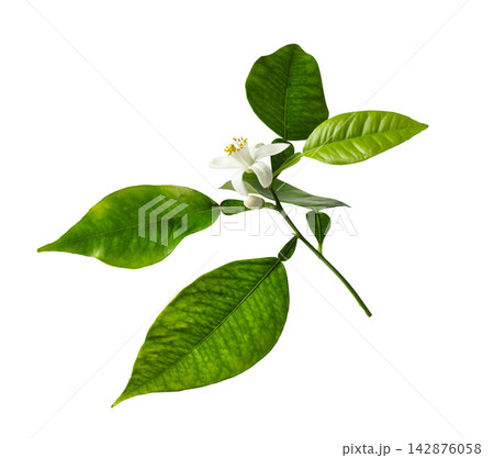 Fresh blooming lemon or orange branch with white flower isolated on white background. Organic citrus botanical element for skin care packaging, spa, and beauty design. Fresh blooming lemon or orange branch with white flower isolated on white background. Organic citrus botanical element for skin care packaging, spa, and beauty design. 142876058