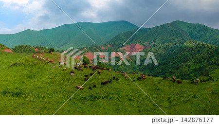 Herd of Goat and Sheep Grazing on Lush Green Hillside Herd of Goat and Sheep Grazing on Lush Green Hillside 142876177