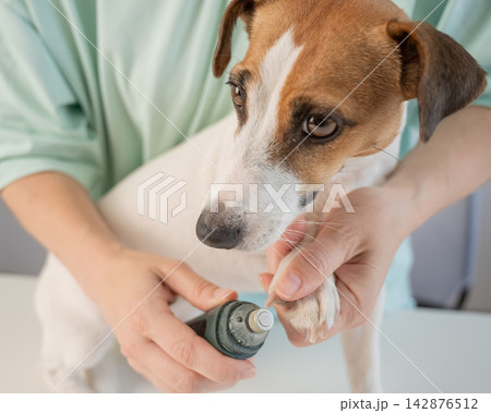 A Jack Russell Terrier getting his nails filed with a grinder at a grooming salon. A Jack Russell Terrier getting his nails filed with a grinder at a grooming salon. 142876512