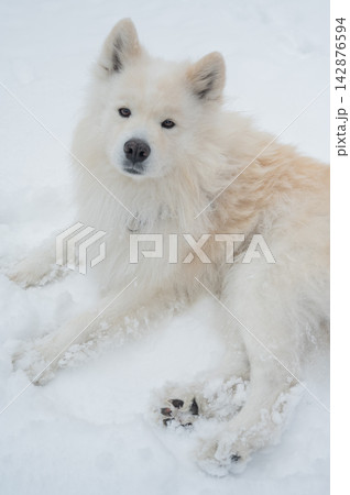 A portrait of a Samoyed dog on a walk in winter. A portrait of a Samoyed dog on a walk in winter. 142876594