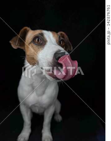 Close-up portrait of a Jack Russell Terrier licking its nose on a black background. Close-up portrait of a Jack Russell Terrier licking its nose on a black background. 142876761