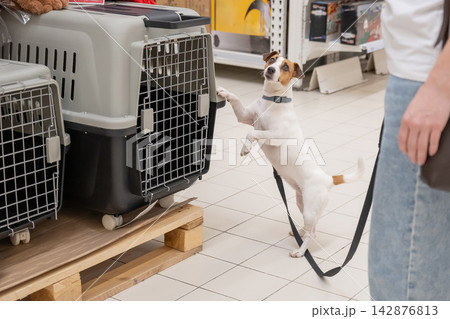 A Jack Russell Terrier chooses a travel box at a shopping mall. A Jack Russell Terrier chooses a travel box at a shopping mall. 142876813
