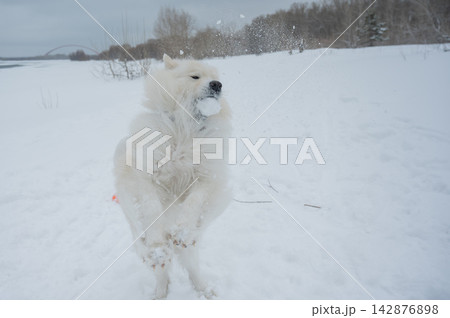 Fluffy samoyed dog jumping and catching snowball in winter 142876898