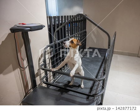 A Jack Russell Terrier runs on a treadmill. 142877172