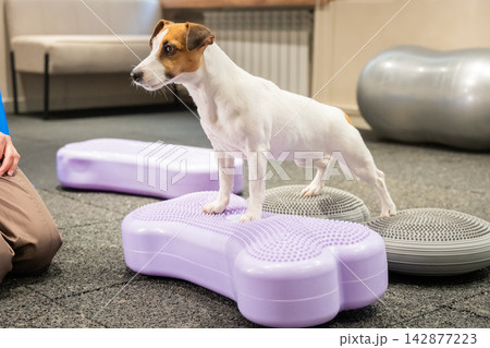 A Jack Russell Terrier in a balance training session. A dog undergoing rehabilitation training on a hemisphere. A Jack Russell Terrier in a balance training session. A dog undergoing rehabilitation training on a hemisphere. 142877223