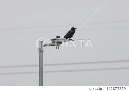 An Australian Raven bird standing on a light pole on a foggy day 142877279