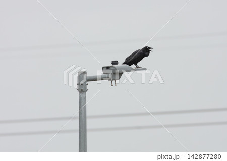 An Australian Raven bird standing on a light pole on a foggy day 142877280