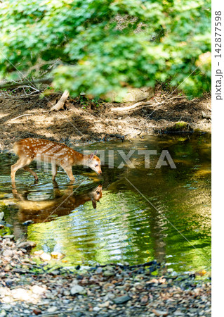 奈良公園で暮らす野生のニホンジカとレトロな土産物店の風景 奈良公園で暮らす野生のニホンジカとレトロな土産物店の風景 142877598
