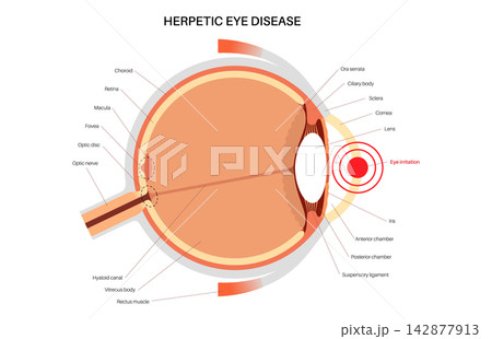 Eyeball structures pointer infographic 142877913