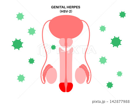 Male virion tissue localization 142877988