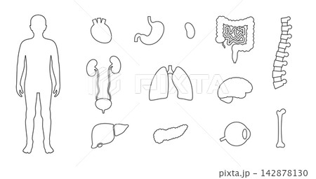 Human internal organs 142878130