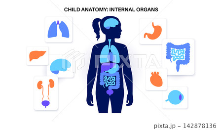 Human internal organs 142878136