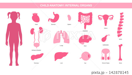 Human internal organs Human internal organs 142878145