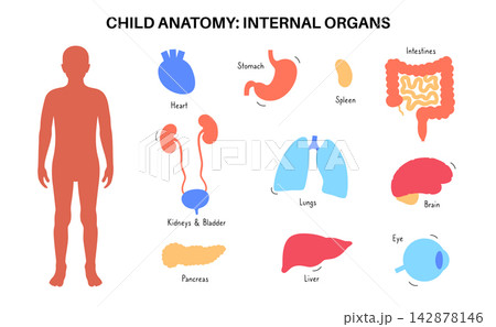 Human internal organs 142878146