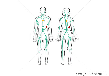 Organ Systems Sketch Organ Systems Sketch 142878165