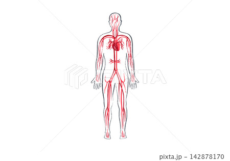Organ Systems Sketch 142878170