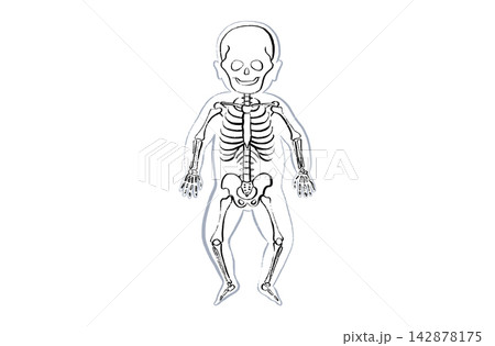 Organ Systems Sketch Organ Systems Sketch 142878175
