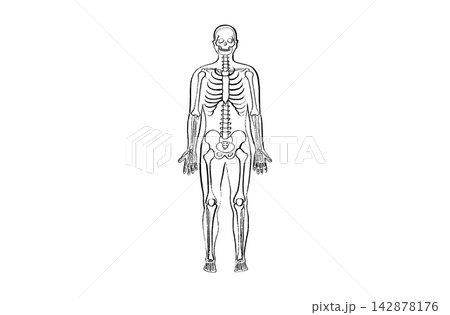 Organ Systems Sketch Organ Systems Sketch 142878176