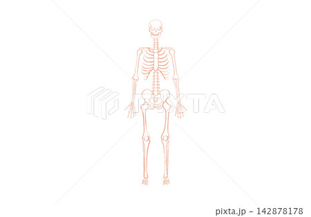 Organ Systems Sketch Organ Systems Sketch 142878178
