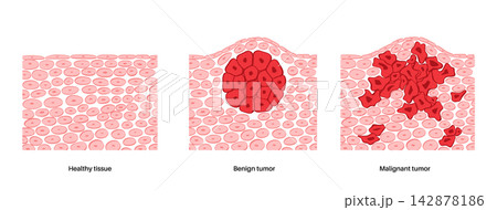 Cells structure sketch 142878186