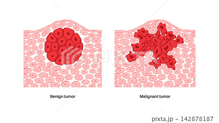 Cells structure sketch Cells structure sketch 142878187