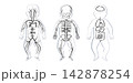 Organ Systems Sketch 142878254