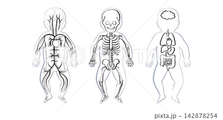 Organ Systems Sketch Organ Systems Sketch 142878254