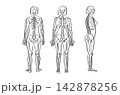 Organ Systems Sketch 142878256